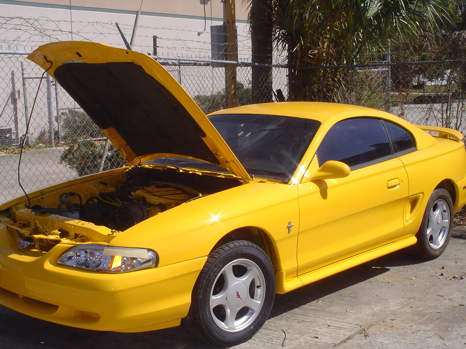 Kim's Mustang